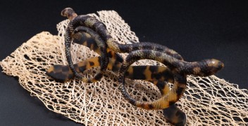 Au SILMO PARIS, le musée révèle son côté sauvage !
